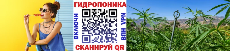 магазин    Йошкар-Ола  Шишки марихуана план 